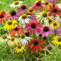 2x Sonnenhut Echinacea + 1x Sonnenhut - Mischung 'Flower Power' lila-weiβ-gelb - Wurzelnackte Pflanzen - Winterhart