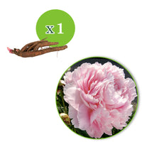 Pfingstrose Paeonia 'Dinner Plate' rosa - Wurzelnackte Pflanzen - Winterhart
