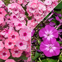 3x Flammenblume Phlox - Mischung rosa-lila-weiβ - Wurzelnackte Pflanzen - Winterhart
