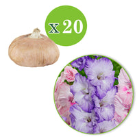 20x Gladiole Gladiolus - Mischung 'Sweet Pastel Beauty' lila-rosa