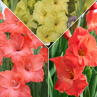 15x Gladiole Gladiolus - Mischung 'Hot Spanish Sun' orange-rot-gelb