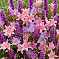 35x Blumenzwiebeln - Mischung 'Fragrant Pollinator Paradise' lila-rosa-blau