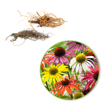 Sonnenhut Echinacea + Rudbeckia 'Goldsturm' - Mischung Rosa-Weiß-Gelb  - Wurzelnackte Pflanzen - Winterhart