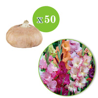 50x Gladiole Gladiolus - Mischung 'Garden'