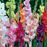 50x Gladiole Gladiolus - Mischung 'Garden'