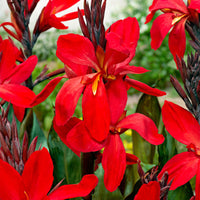 2x Indisches Blumenrohr Canna 'Red Futurity' rot