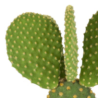 Scheibenkaktus Opuntia microdays grün-gelb inkl. Ziertopf