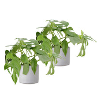 2x Fensterblatt Monstera minima inkl. Ziertöpfe, weiß