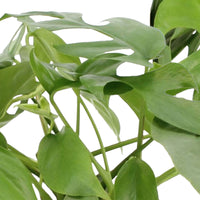2x Fensterblatt Monstera minima inkl. Ziertöpfe, weiß