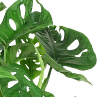 Fensterblatt Monstera 'Monkey Leaf' inkl. Blumentopfhänger und Ziertopf