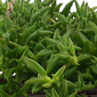 Delfinpflanze Senecio peregrinus grün inkl. Hängetopf Rattan - Hängepflanze