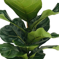 Geigenfeige Ficus lyrata XL