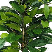 Afrikanischer Feigenbaum Ficus cyathistipula XL