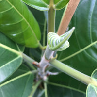 Würgefeige Ficus benghalensis 'Roy'