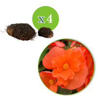 4x Begonia pendula orange