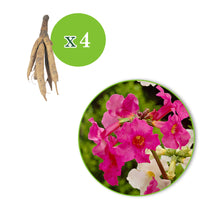 4x Gartengloxinie Incarvillea delavayi - Mischung weiβ-rosa - Wurzelnackte Pflanzen