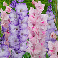 20x Gladiole Gladiolus - Mischung 'Sweet Pastel Beauty' lila-rosa