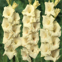 Gladiole Gladiolus - Mischung 'Ruffled Wedding'  Gelb-Lila