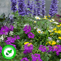 3x Gartenpflanzen - Mischung 'Bee Friendly' blau-lila-gelb