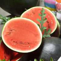 Wassermelone Citrullus 'Sugar Baby' 15 m² - Obstsamen