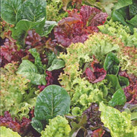 Salat Lactuca - Mischung 10 m² - Gemüsesamen