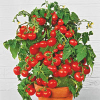 Kirschtomate Solanum 'Tiny Tim' 10 m² - Gemüsesamen