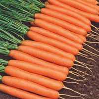Sommerkarotte Daucus 'Amsterdamse bak' 15 m² - Gemüsesamen
