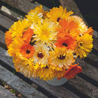 Marigold Calendula 'Pacific Beauty' - Mischung gelb-orange-weiβ 2,5 m² - Blumensamen