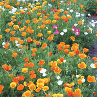 Goldmohn Eschscholzia californica 7 m² - Blumensamen Gelb-Orange-Weiß