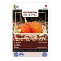 Kürbis Cucurbita 'Golden Hubbard' orange 6 m² - Gemüsesamen