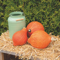 Kürbis Cucurbita 'Golden Hubbard' orange 6 m² - Gemüsesamen