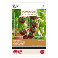 Kirschtomate Solanum 'Black Cherry' schwarz 3 m² - Gemüsesamen