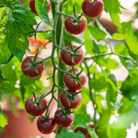 Kirschtomate Solanum 'Black Cherry' schwarz 3 m² - Gemüsesamen