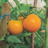 Tomate Solanum 'Arancia' gelb 2 m² - Gemüsesamen