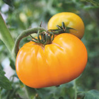 Fleischtomate Solanum 'Grappa Gialla' gelb 2 m² - Gemüsesamen