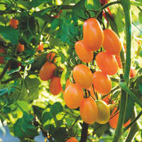 Tomate Solanum 'Dolly F1' gelb 2 m² - Gemüsesamen