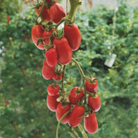 Tomate Solanum 'Super Roma' rot 2 m² - Gemüsesamen