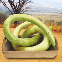 Kürbis Lagenaria 'Cucuzi Italian Snake' grün 6 m² - Gemüsesamen