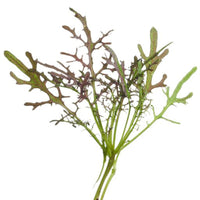 Senf Brassica 'Red Frills' - Kräutersamen