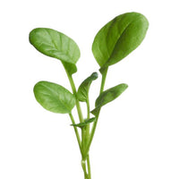 Tatsoi Brassica narinosa - Gemüsesamen