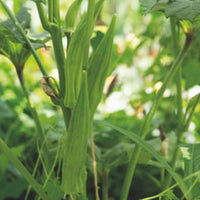 Okra Abelmoschus 'Clemson Spineless' 15 m² - Gemüsesamen