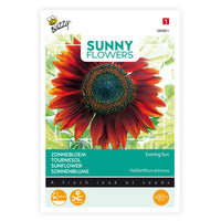 Sonnenblume Helianthus 'Avondzon' 5 m² - Blumensamen Rot-Braun