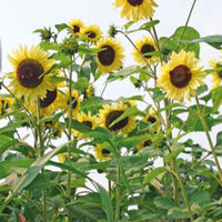 Sonnenblume Helianthus 'Moonwalker' gelb 3 m² - Blumensamen