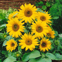 Sonnenblume Helianthus 'Pacino Gold' gelb 3 m² - Blumensamen