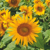 Sonnenblume Helianthus 'Irish Eyes' gelb 3 m² - Blumensamen