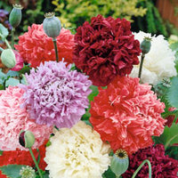 Mohn paeoniflorum rot-lila-rosa 1 m² - Blumensamen