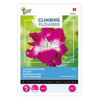 Prunkwinde Ipomoea tricolor rosa 10 m² - Blumensamen