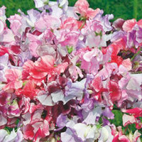 Duft-Wicke Lathyrus 'Unwin' rosa 2 m² - Blumensamen