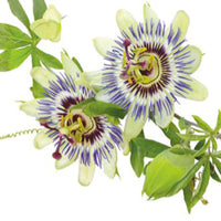 Passionsblume Passiflora caerulea blau 5 m² - Blumensamen