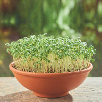 Gartenkresse Lepidium sativum - Biologisch - Kräutersamen